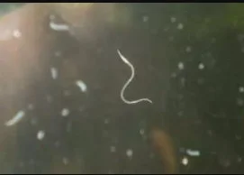 1707167189185.png