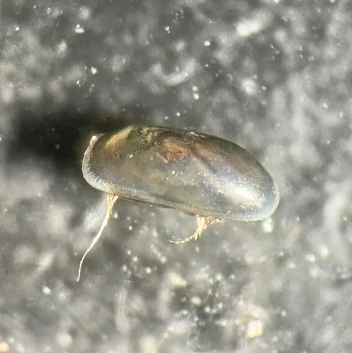 aolg_obs4509881foto.jpg