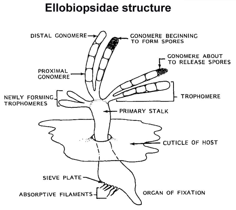 Ellobiopsidae-structure-2.jpg