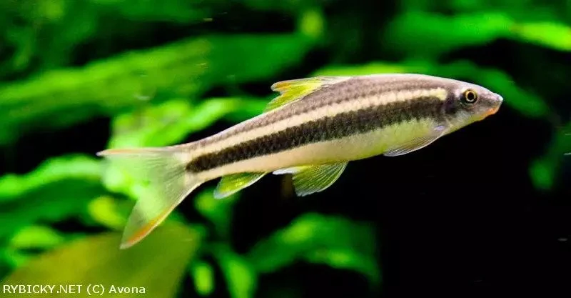cambodian logsucker