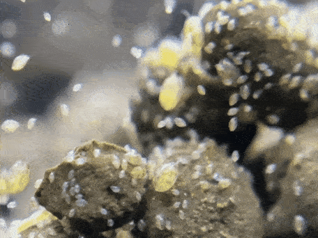 muslingekrebs.gif