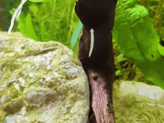 planeria.gif
