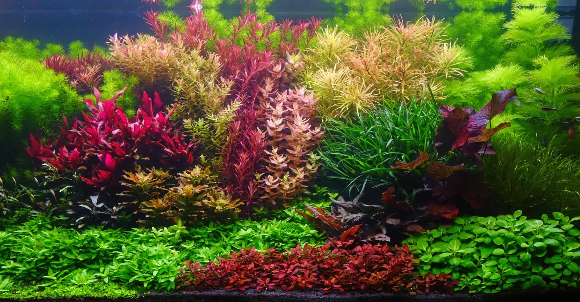 røde planter akvarium