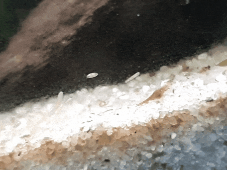 Rhabdocoela.gif