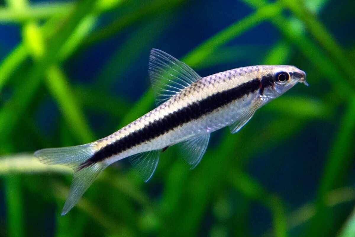 siamese alge æder